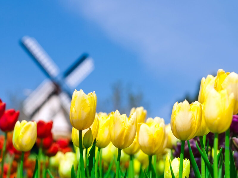 Yellow Tulips in Field — Serene, Spring, Photograph