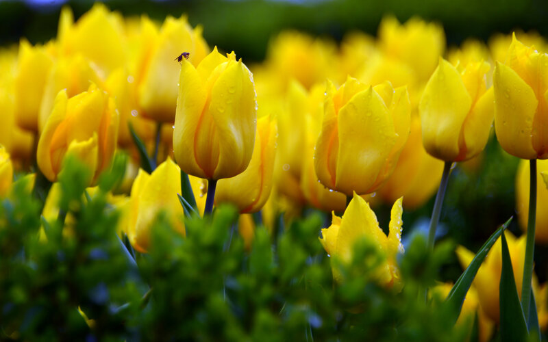 Yellow Tulips in Field — Serene, Spring, Photograph, Water Droplets