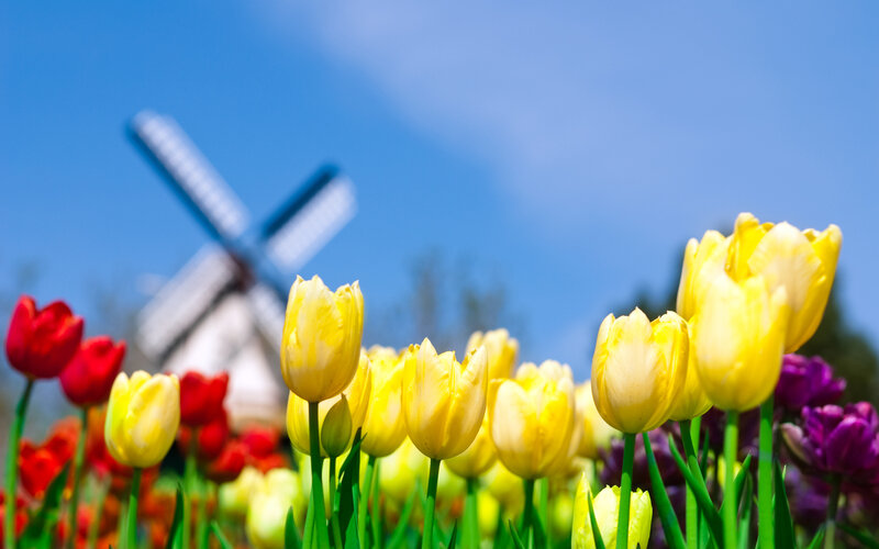 Yellow Tulips in Field — Serene, Spring, Photograph, Windmill, Red Tulips