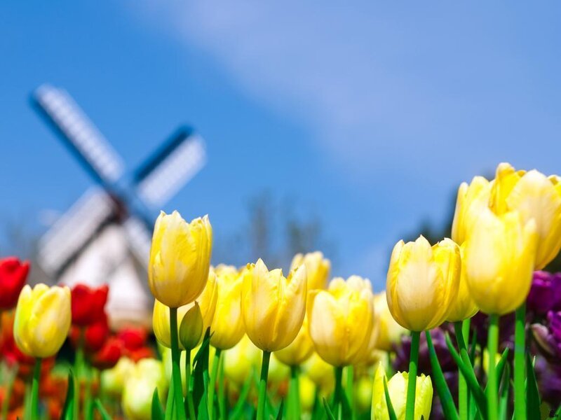 Yellow Tulips in Field — Serene, Spring, Photograph, Windmill