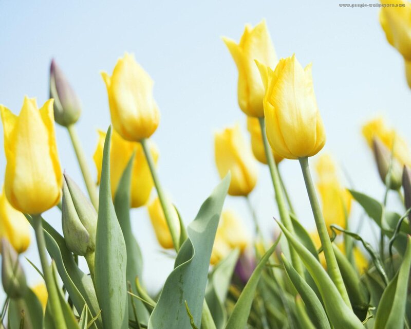 Yellow Tulips in Field — Serene, Spring