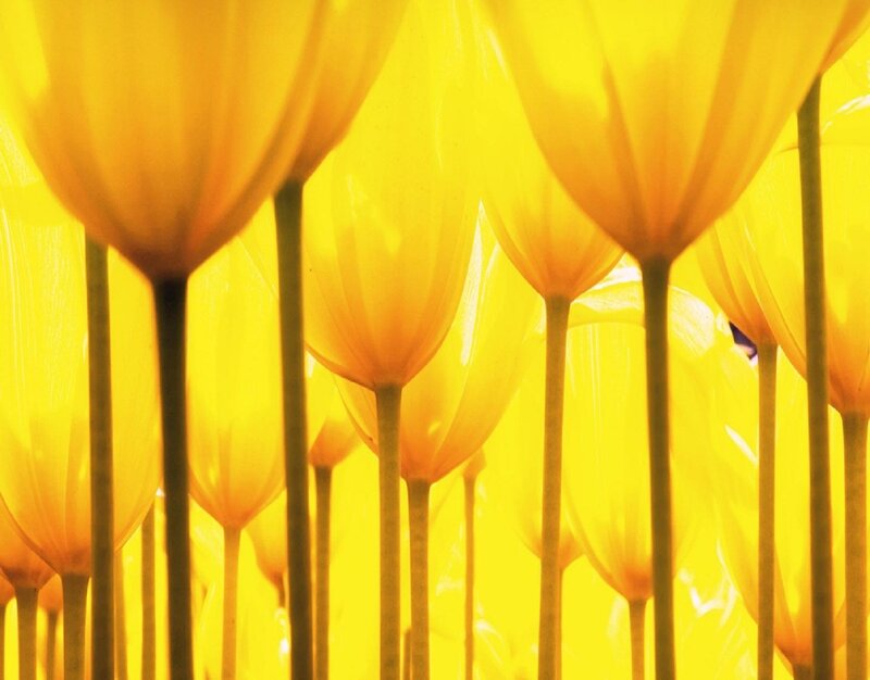 Yellow Tulips in Field — Serene