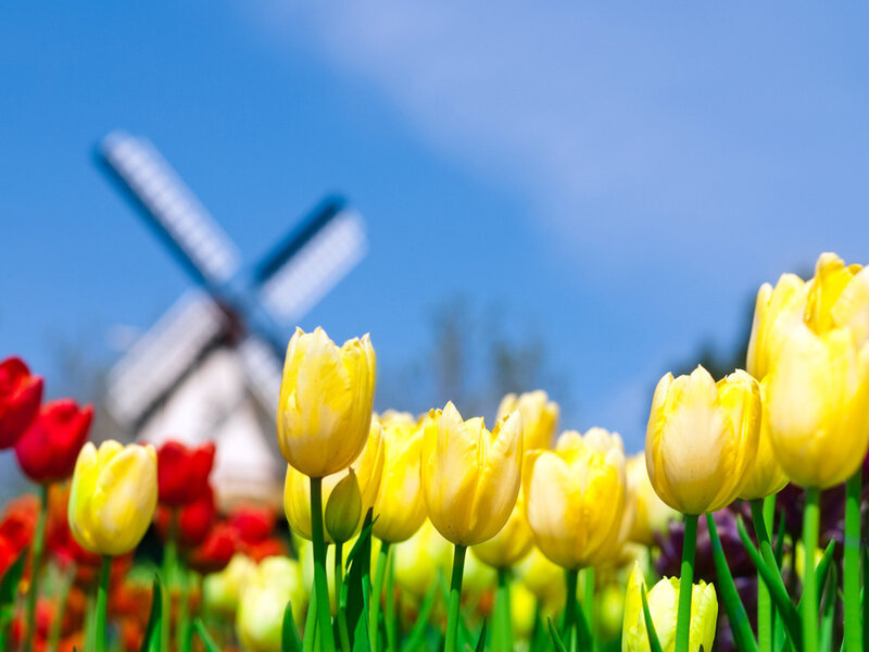Yellow Tulips in Field