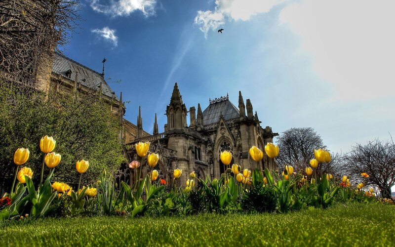 Yellow Tulips in Front of Cathedral