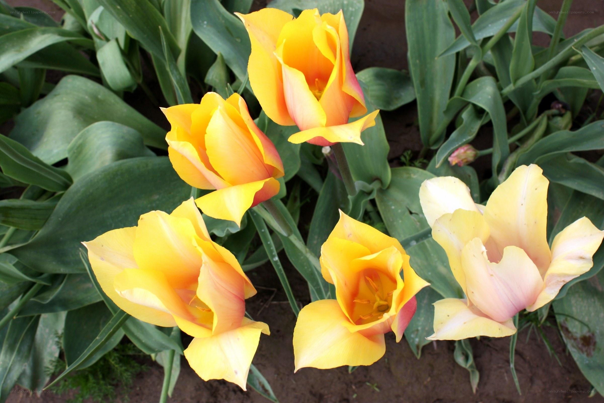 Yellow tulips in garden