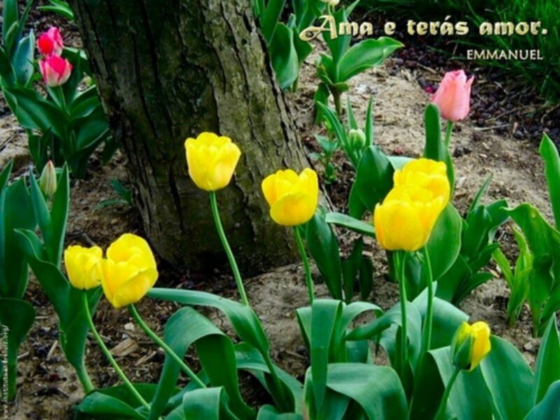 Yellow tulips in garden