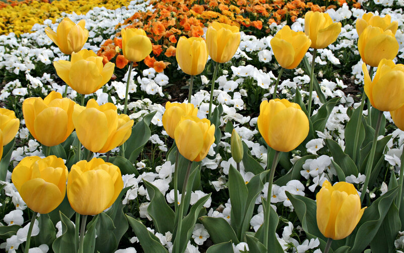 Yellow Tulips in Garden — Bright, Spring
