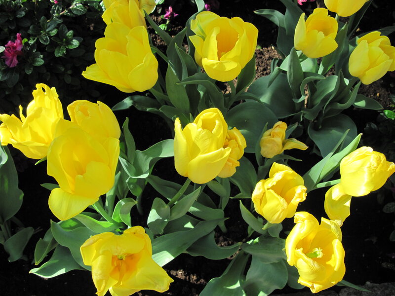 Yellow Tulips in Garden — Bright