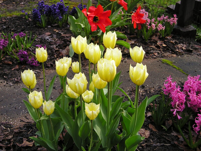 Yellow Tulips in Garden — Calm, Spring, Photograph, Red Tulips