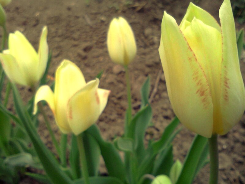 Yellow Tulips in Garden — Calm, Spring, Photograph