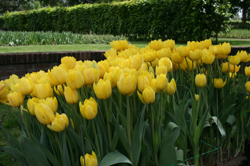Yellow Tulips in Garden — Calm