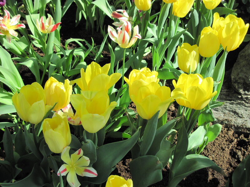 Yellow Tulips in Garden — Serene, Afternoon