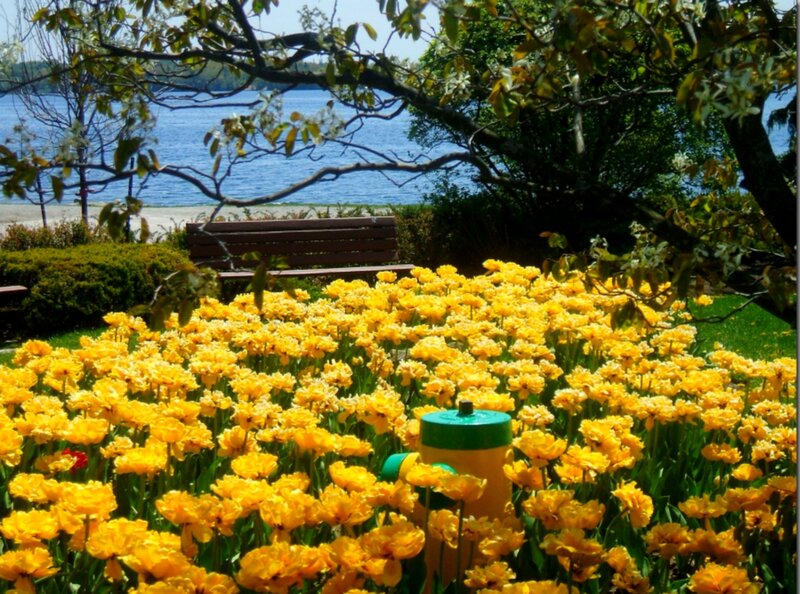 Yellow Tulips in Garden — Serene, Spring, Photograph, Bench