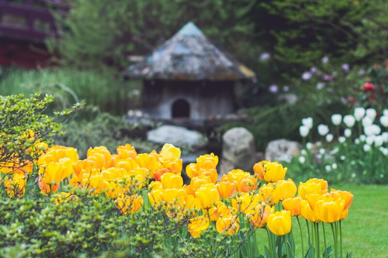 Yellow Tulips in Garden — Serene, Spring, Photograph, Birdhouse