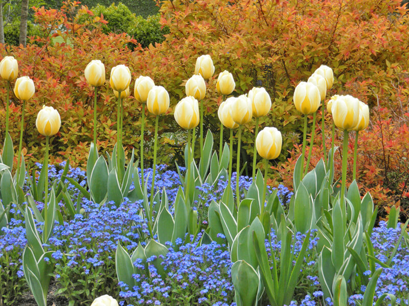 Yellow Tulips in Garden — Serene, Spring, Photograph, Blue Flowers