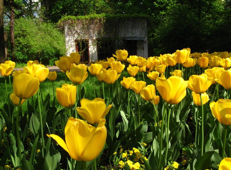Yellow Tulips in Garden — Serene, Spring, Photograph, Green Grass, Building