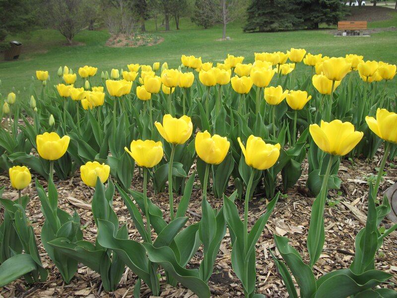 Yellow Tulips in Garden — Serene, Spring, Photograph, Green Grass, Trees