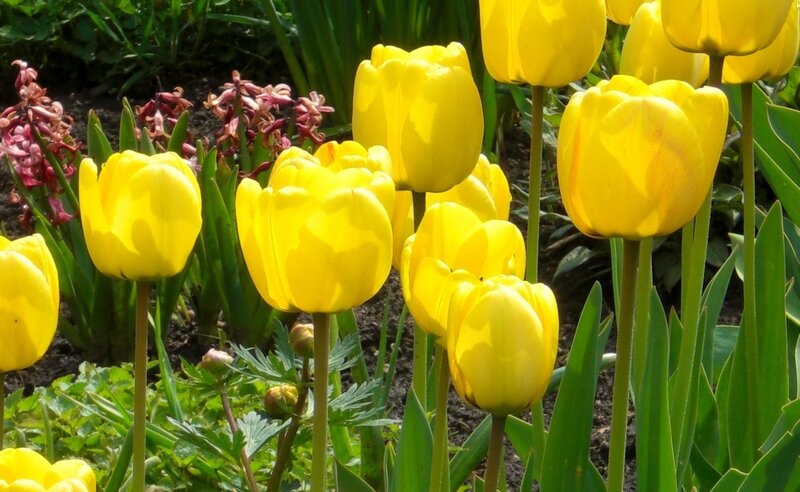 Yellow Tulips in Garden — Serene, Spring, Photograph, Hyacinths