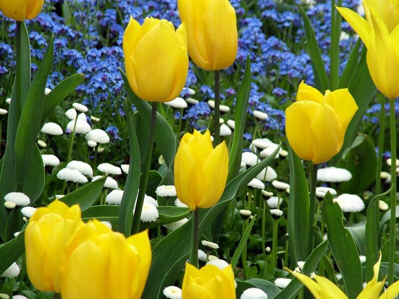 Yellow Tulips in Garden — Serene, Spring, Photograph