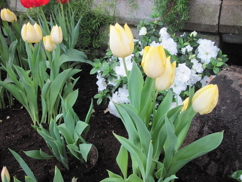 Yellow Tulips in Garden — Serene, Spring, Photograph, White Flowers