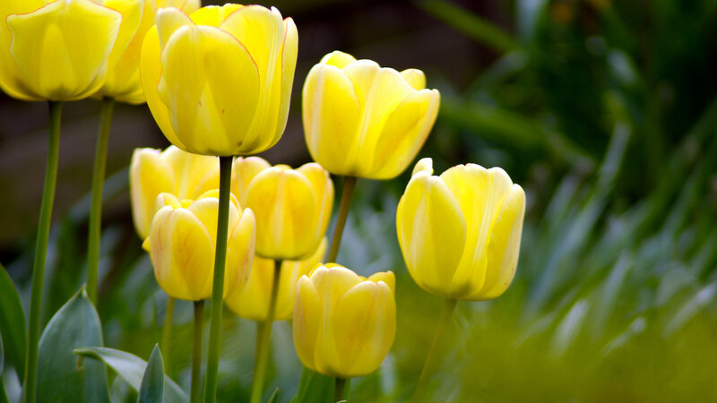 Yellow Tulips in Garden — Serene, Spring