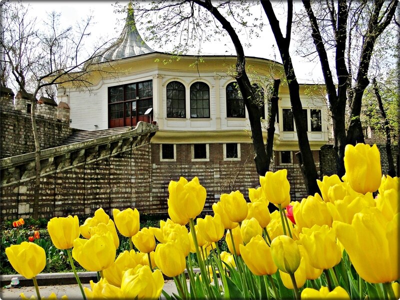 Yellow Tulips in Garden — Serene