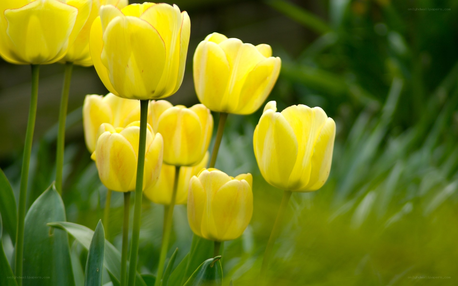 Yellow tulips in garden