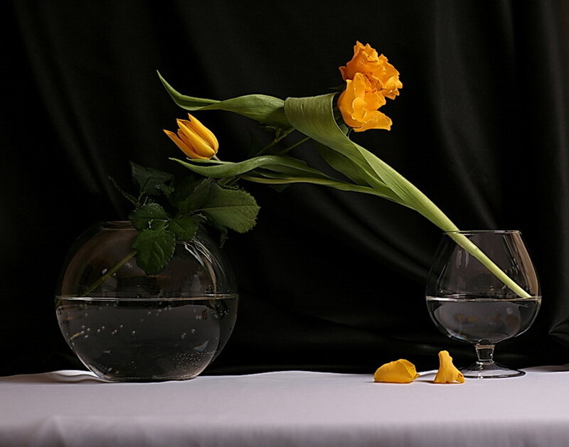 Yellow tulips in glass vases
