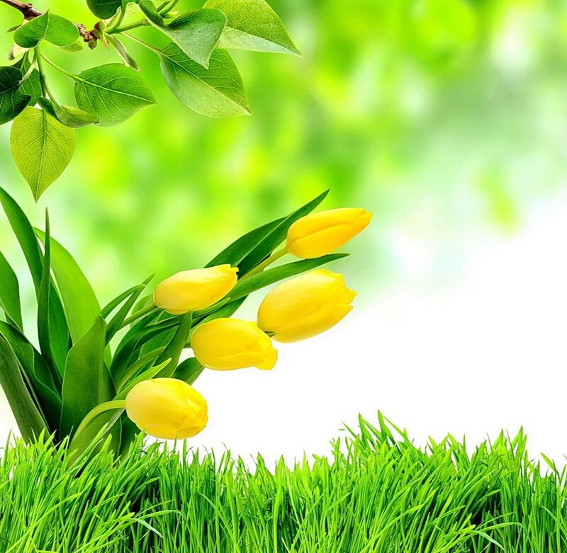 Yellow Tulips in Grass — Green, Serene