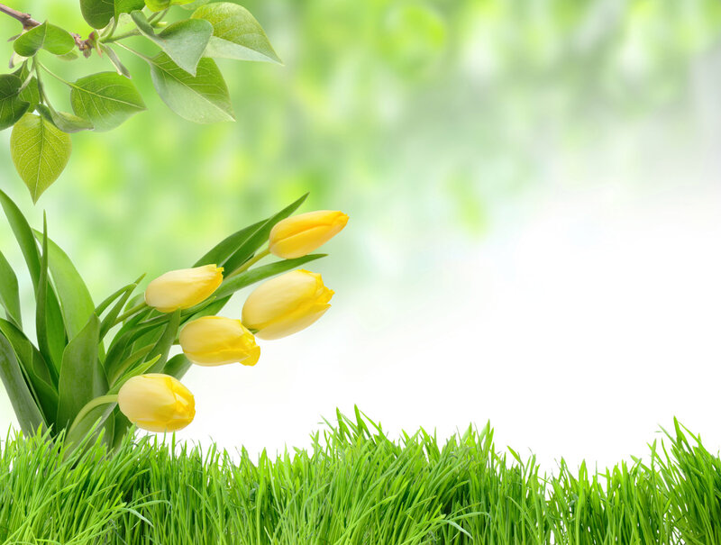 Yellow Tulips in Grass — Green