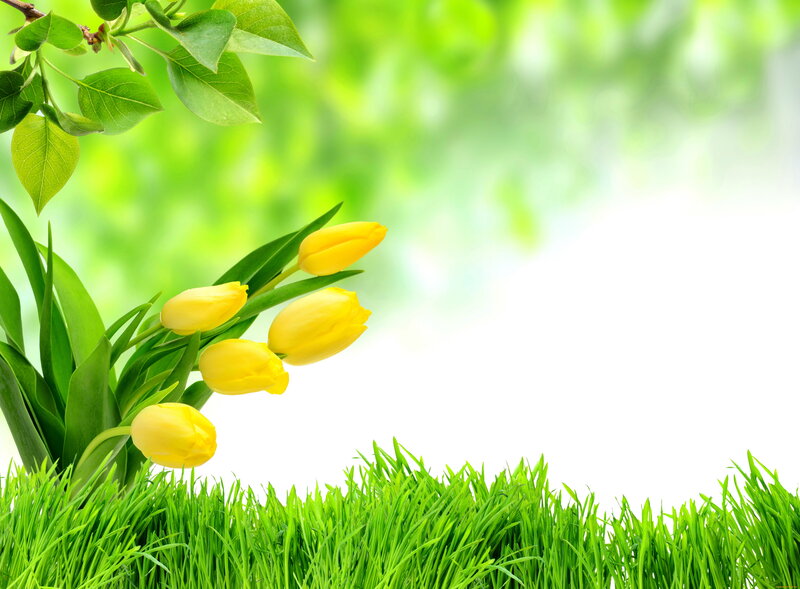 Yellow Tulips in Grass