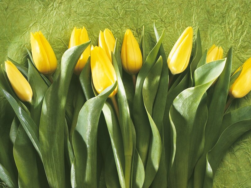 Yellow Tulips in Green