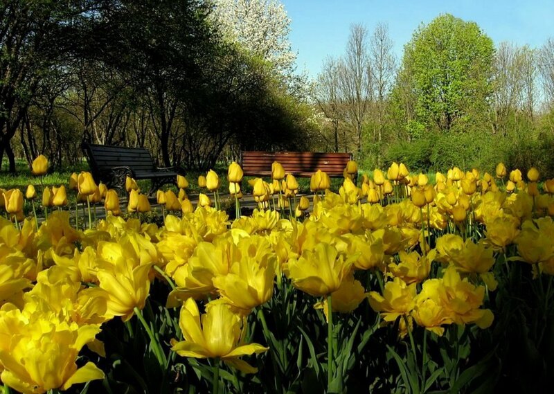 Yellow Tulips in Park
