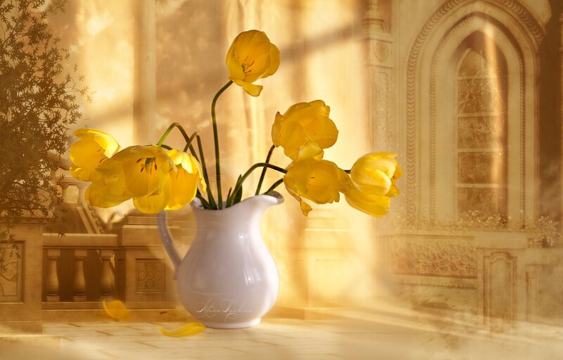 Yellow Tulips in Pitcher — Serene, Morning