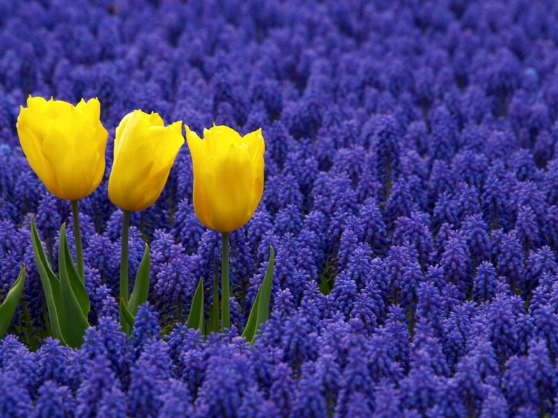 Yellow Tulips in Purple Flowers