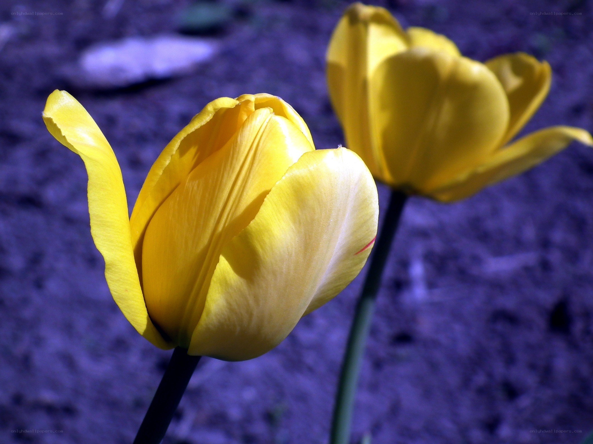 Yellow tulips in purple light