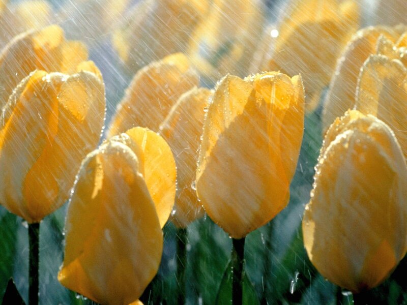 Yellow Tulips in Rain — Calm, Spring, Photograph