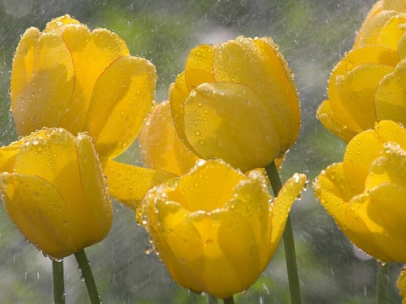 Yellow Tulips in Rain — Calm