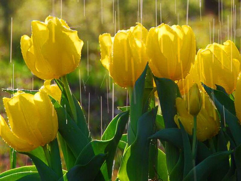 Yellow Tulips in Rain — Serene