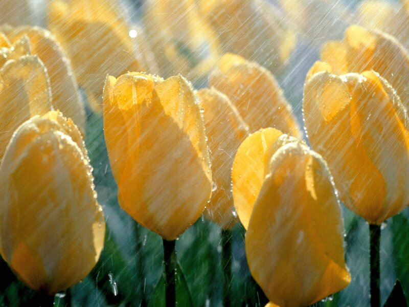 Yellow Tulips in Rain