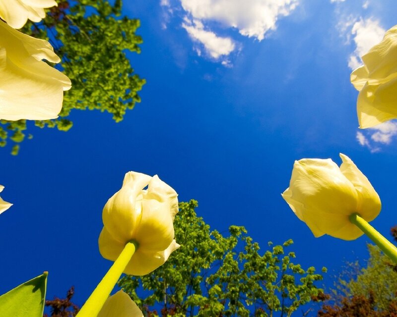 Yellow Tulips in Sky — Blue, Serene