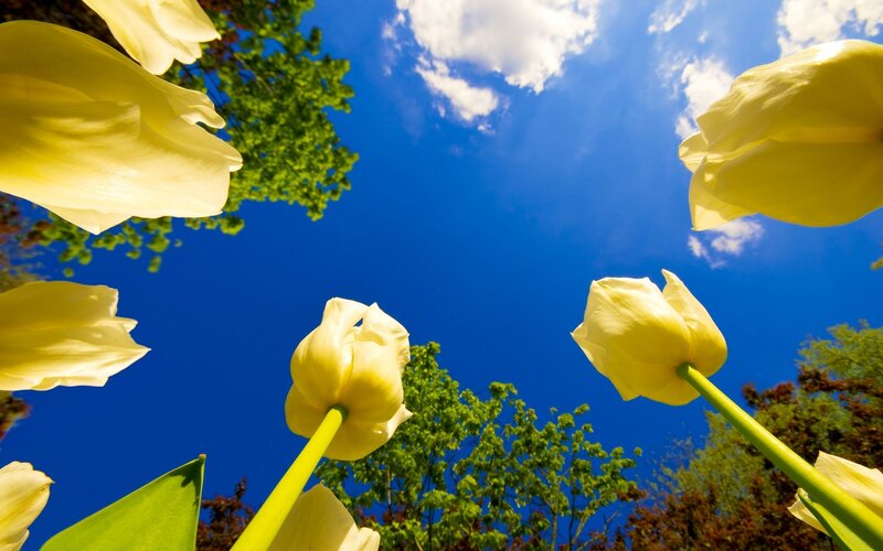 Yellow Tulips in Sky
