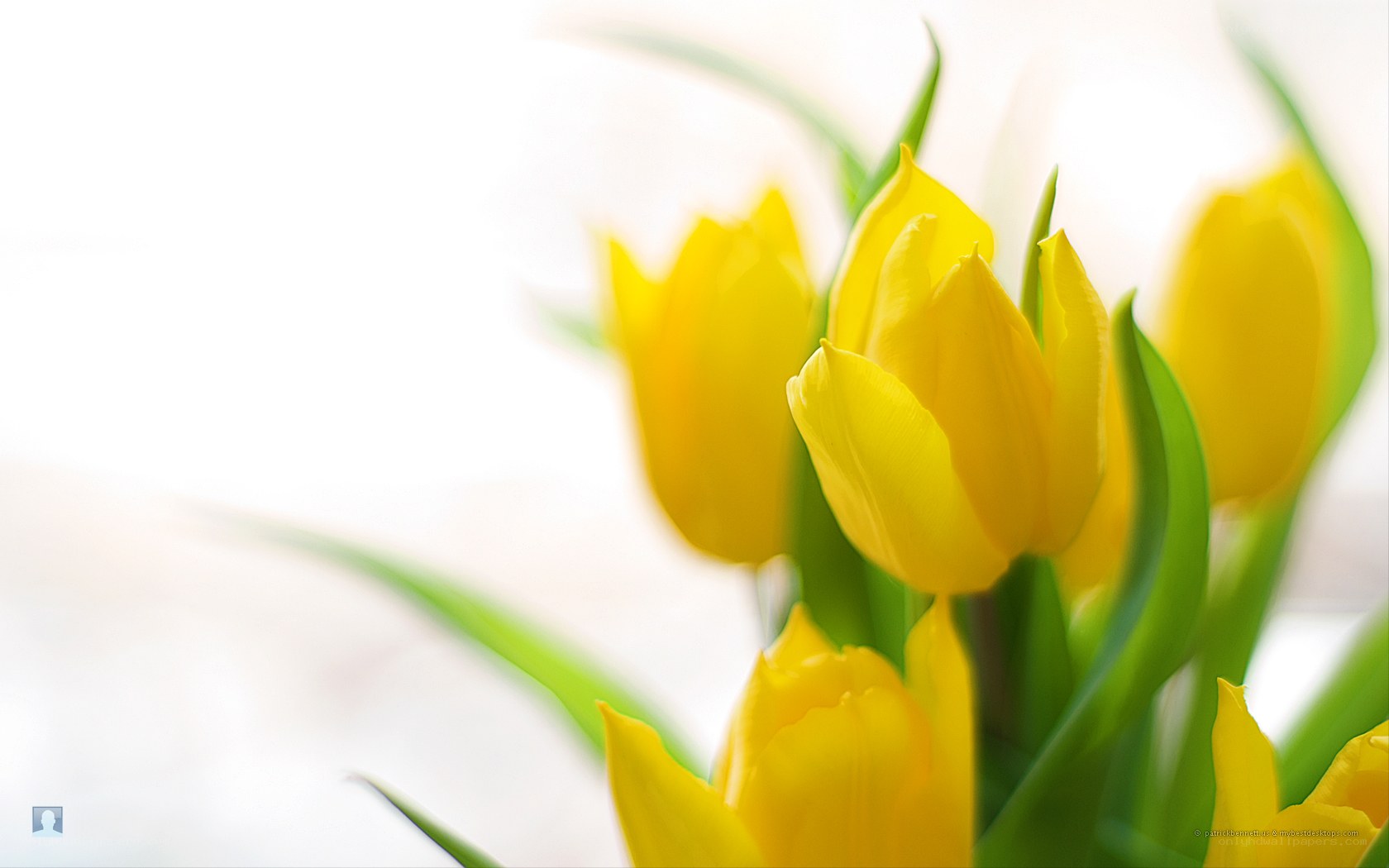 Yellow tulips in soft light