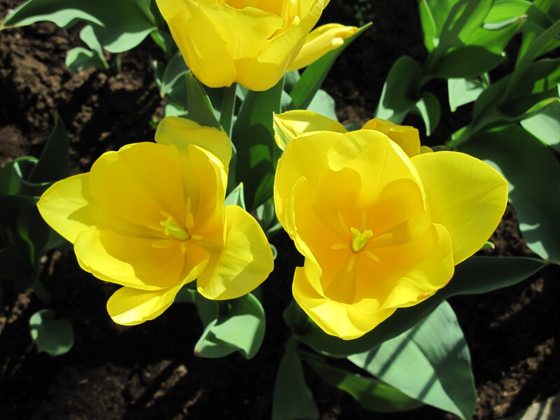 Yellow Tulips in Soil — Bright