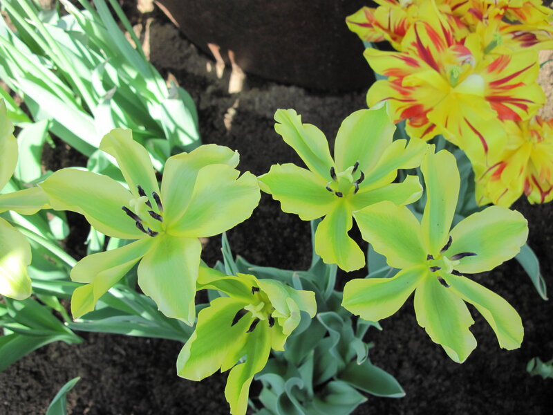 Yellow Tulips in Soil — Calm, Afternoon