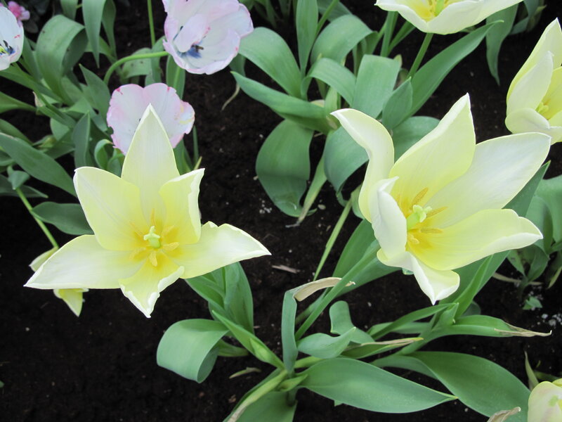 Yellow Tulips in Soil — Calm