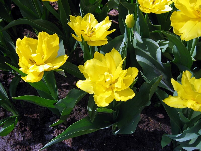 Yellow Tulips in Soil — Serene, Afternoon, Photograph, Leaves