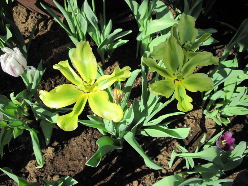Yellow Tulips in Soil — Serene, Afternoon