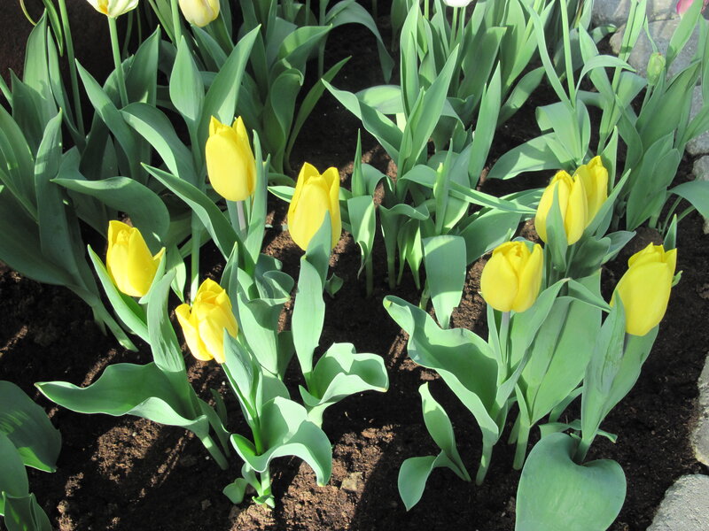 Yellow Tulips in Soil — Serene