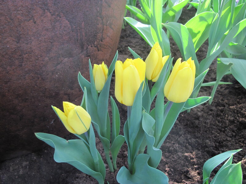 Yellow Tulips in Soil